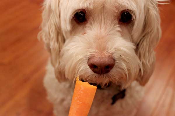 Cute Dog Eating Carrot