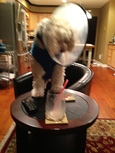 Max trying to find leftover Cadbury Creme Egg Milkshake