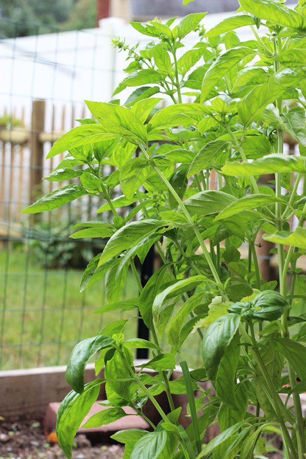 Garden Fresh Basil Pesto (and Pesto Bombs for the winter...)