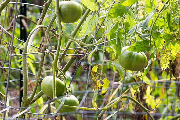 These Fried Green Tomato BLTs are a delicious twist on a classic Southern dish!