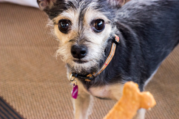 These Peanut Butter Oat Dog Bones are easy...and sure to get a high-five from your 4-legged friends! #EveryDayCare