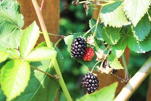 Packed with one of the classic flavors of summer, a slice of this Fresh Blackberry Cake is the perfect treat for the end of a hot day!