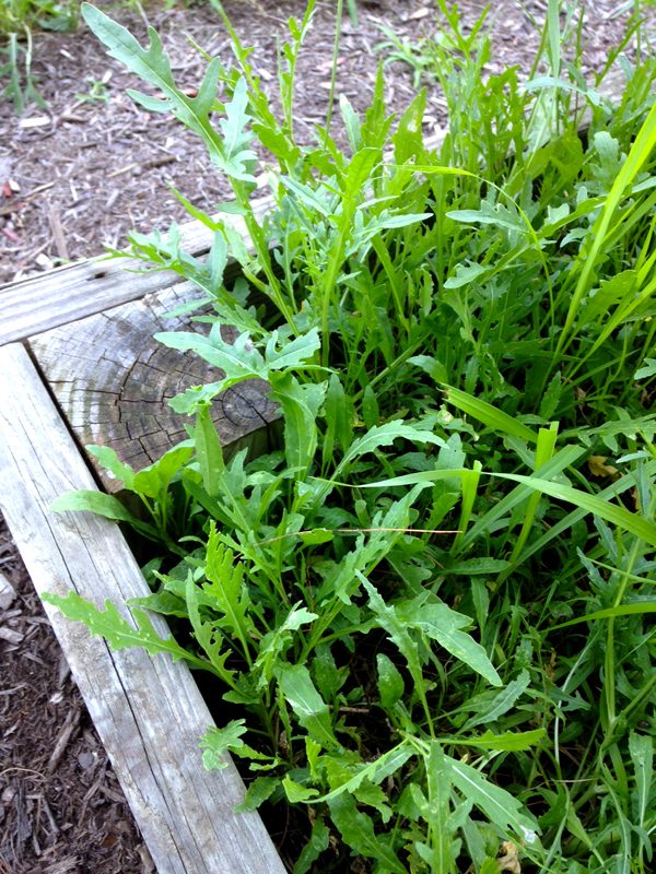 arugula