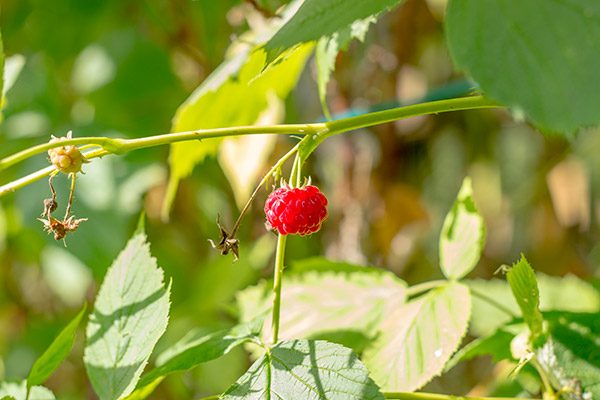 raspberries