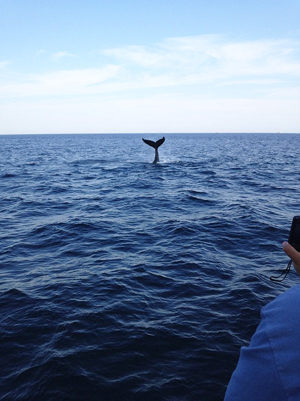 Whale