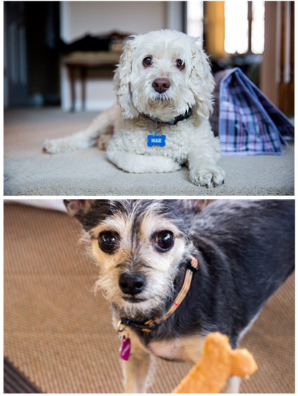 dogs
