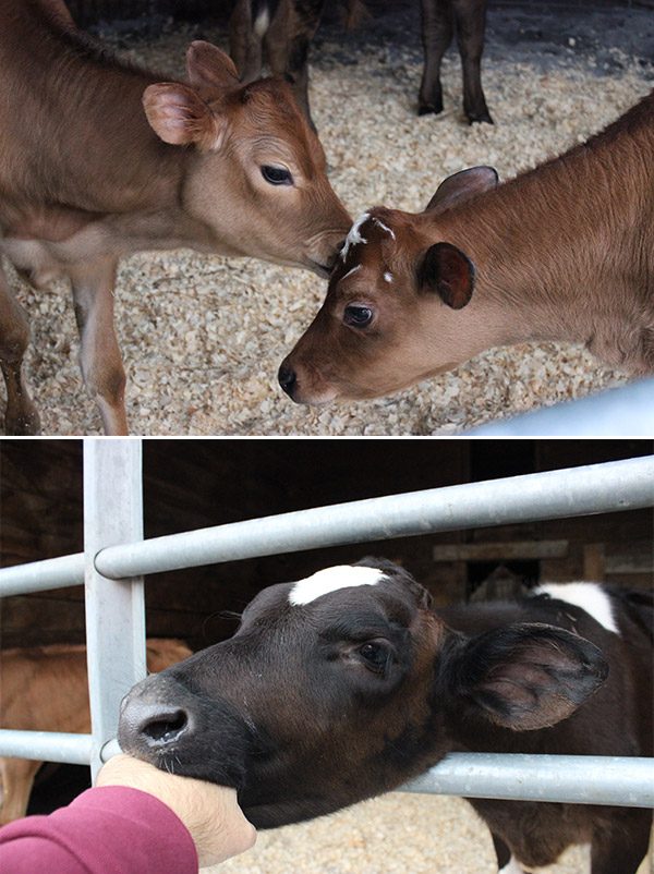 Cabot Open Farm Sunday at Dellavale Farm in Pattersonville, NY