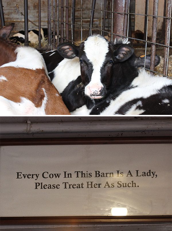 Cabot Open Farm Sunday at Dellavale Farm in Pattersonville, NY