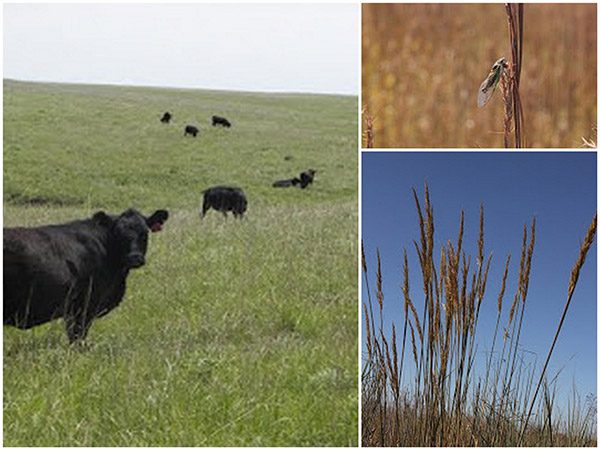 Kansas cattle farming