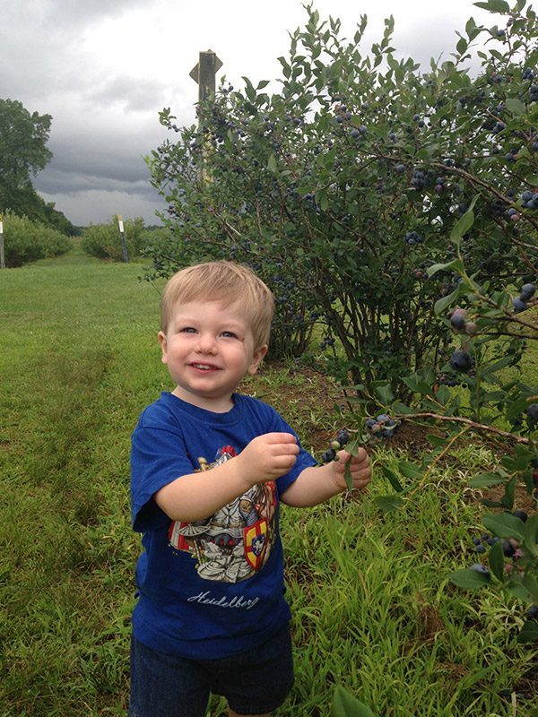 Robbie picking blueberries, summer 2017