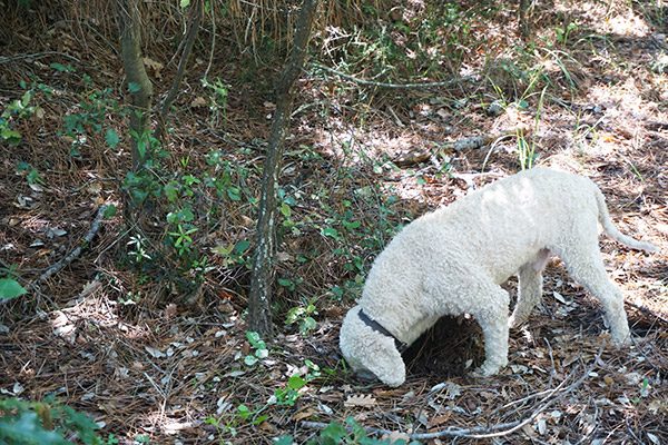 Truffle hunting in Italy!