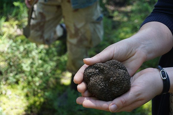 Truffle hunting in Italy!