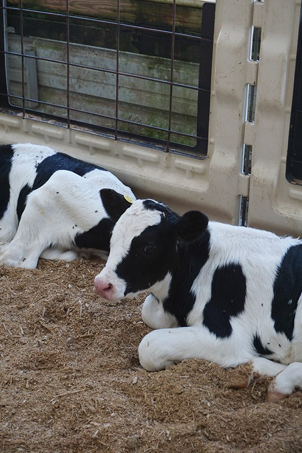 New York Dairy Tour (Finger Lakes region)