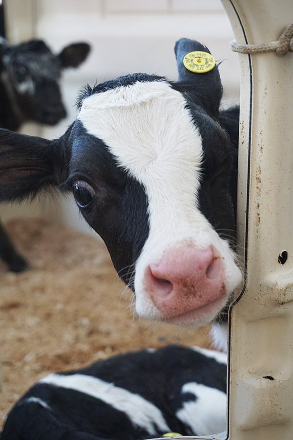 New York Dairy Tour (Finger Lakes region)
