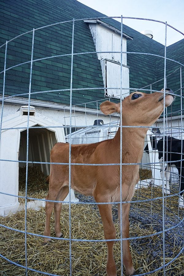 New York Dairy Tour (Finger Lakes region)
