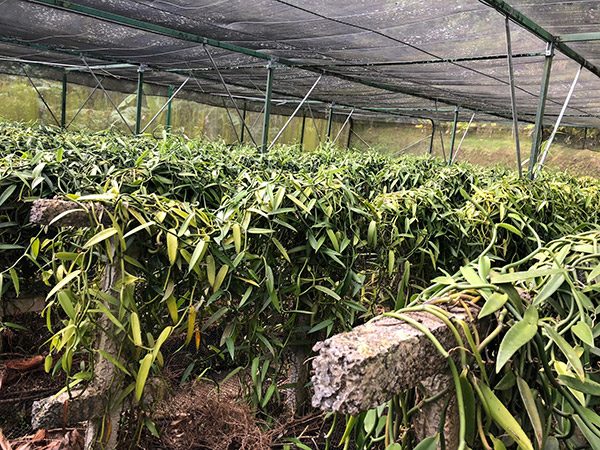 Harvesting vanilla beans in Tahiti