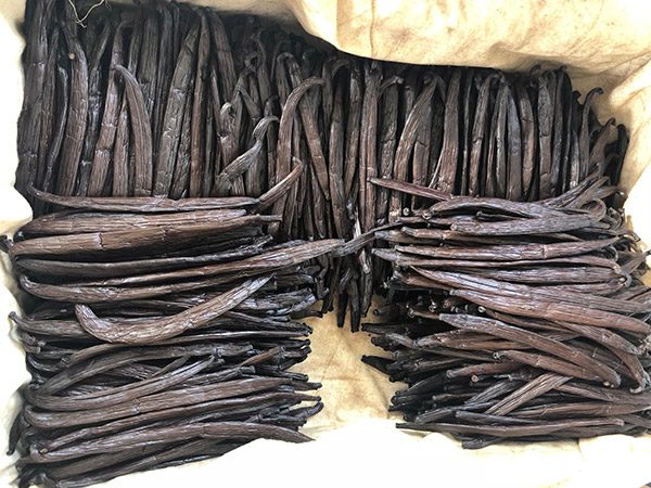 Harvesting vanilla beans in Tahiti