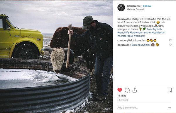 Bar UC Cattle