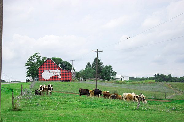 Dellavale Farm: a Cabot farm in Pattersonville, NY