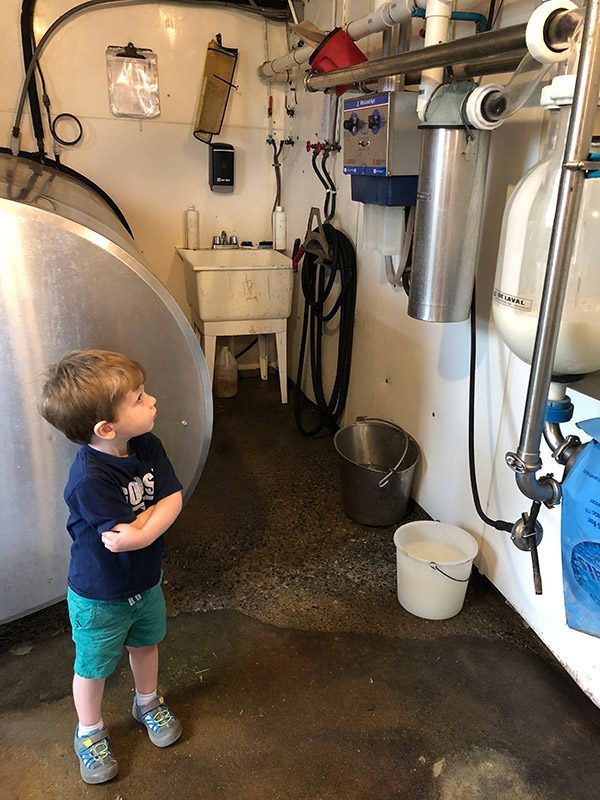 Dellavale Farm: a Cabot farm in Pattersonville, NY