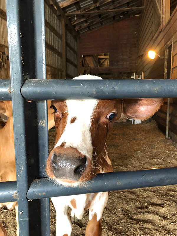 Dellavale Farm: a Cabot farm in Pattersonville, NY