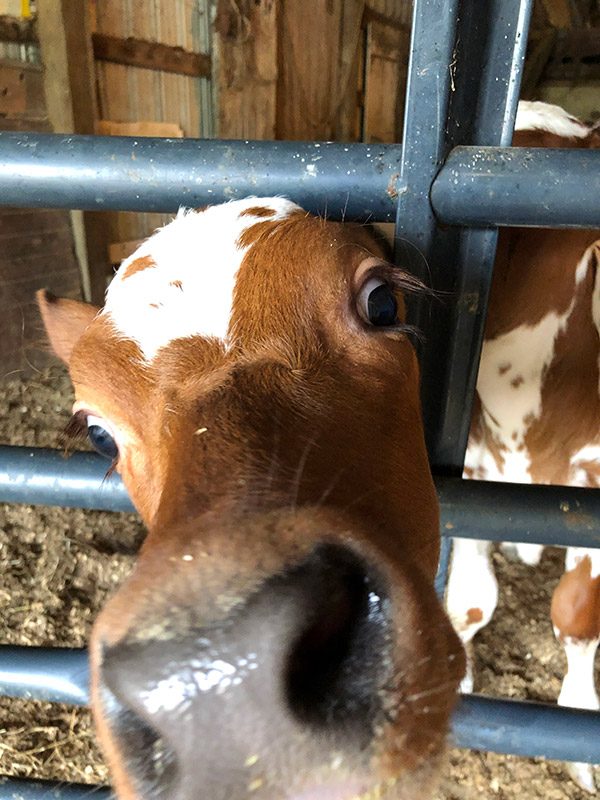 Dellavale Farm: a Cabot farm in Pattersonville, NY