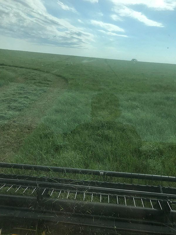 Making Hay with Debbie