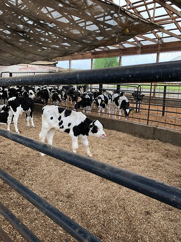 Veal Farm - upstate New York