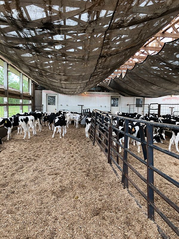 Veal Farm - upstate New York