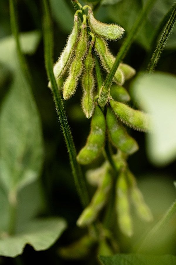 Photo credit: United Soybean Board