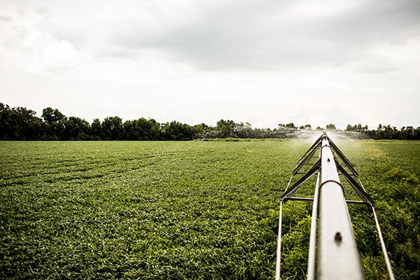 Soybean Farming