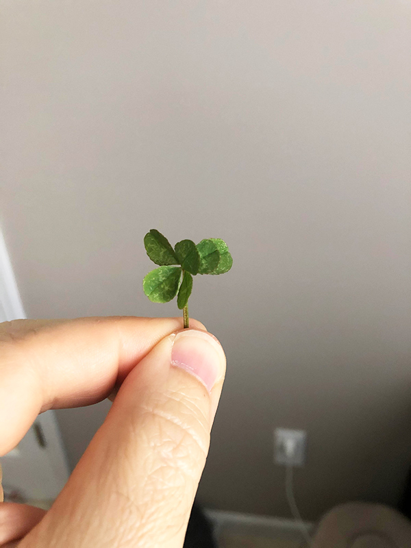 6 leaf clover