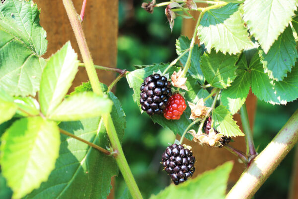 Blackberries on vine