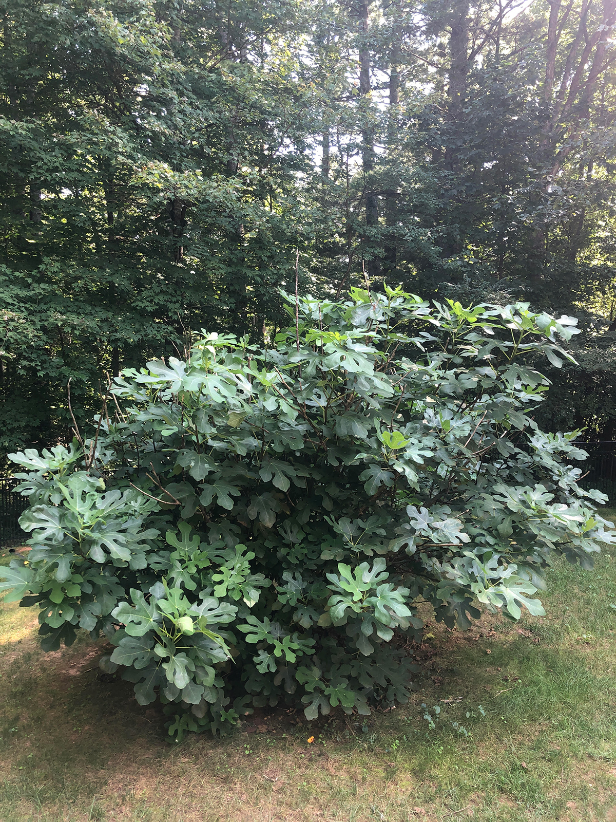 Fig tree
